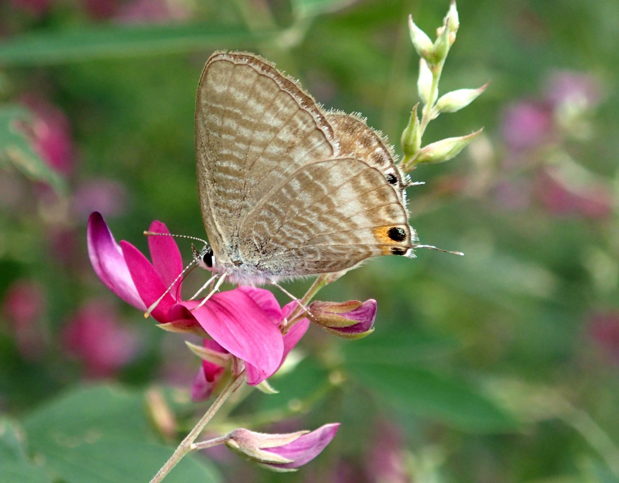 秋の東京では、萩の花でウラナミシジミを見かけることが多い。