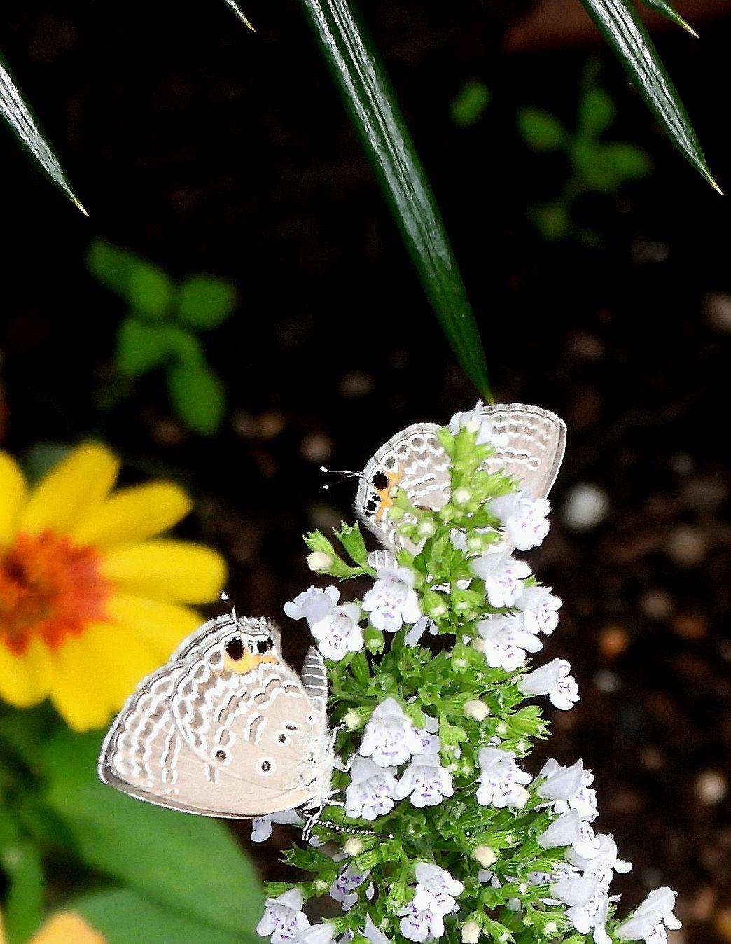 横浜市の公園の花壇にいたクロマダラソテツシジミ。上方にソテツの葉が見える。