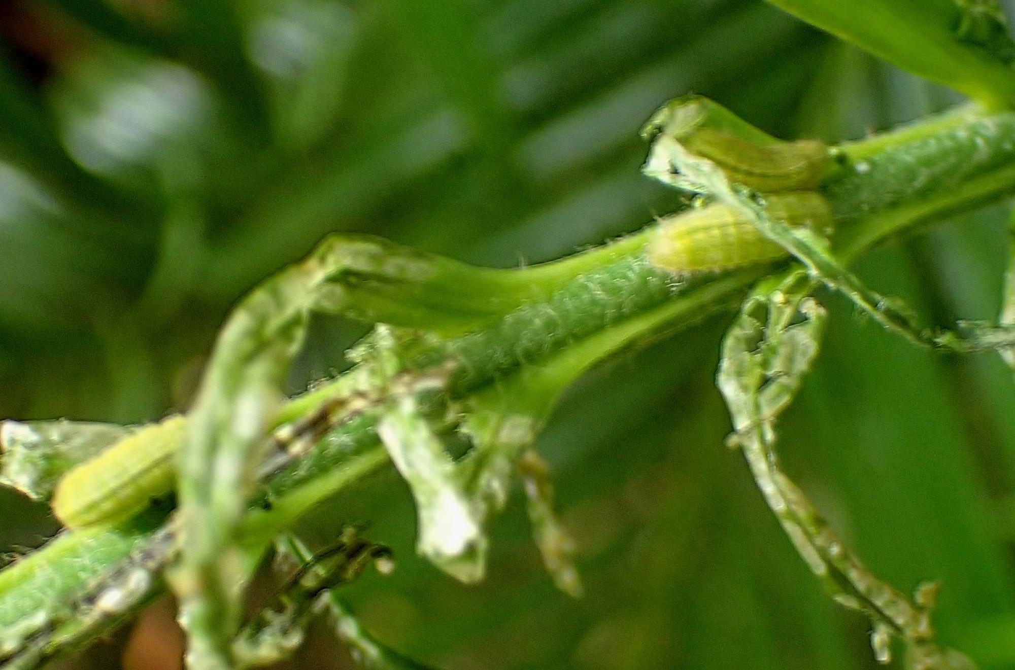 ソテツの新葉を食害するクロマダラソテツシジミの幼虫（３匹写っている）。