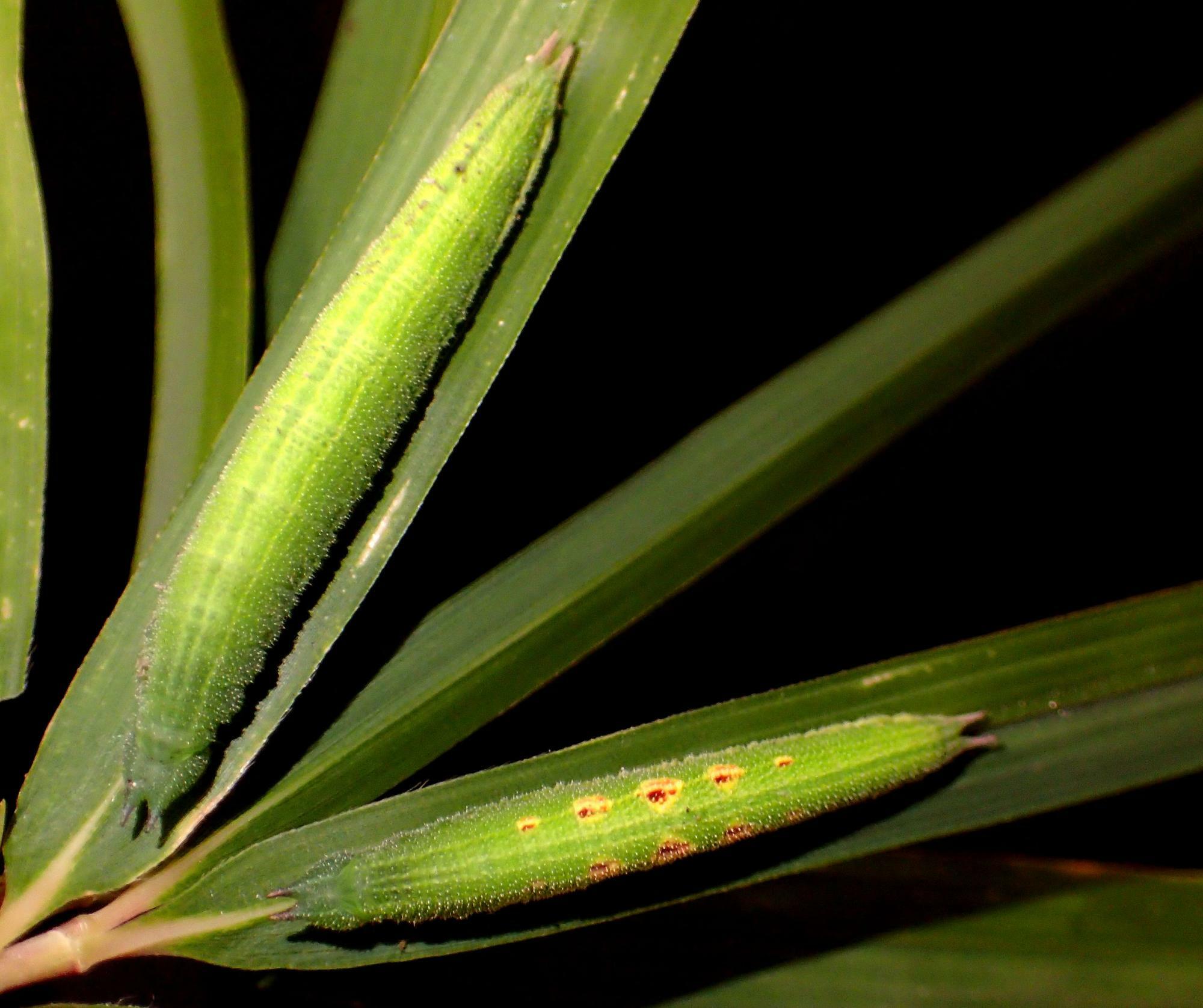 斑紋のあるヒカゲチョウ幼虫（下）と斑紋のない幼虫（上）。