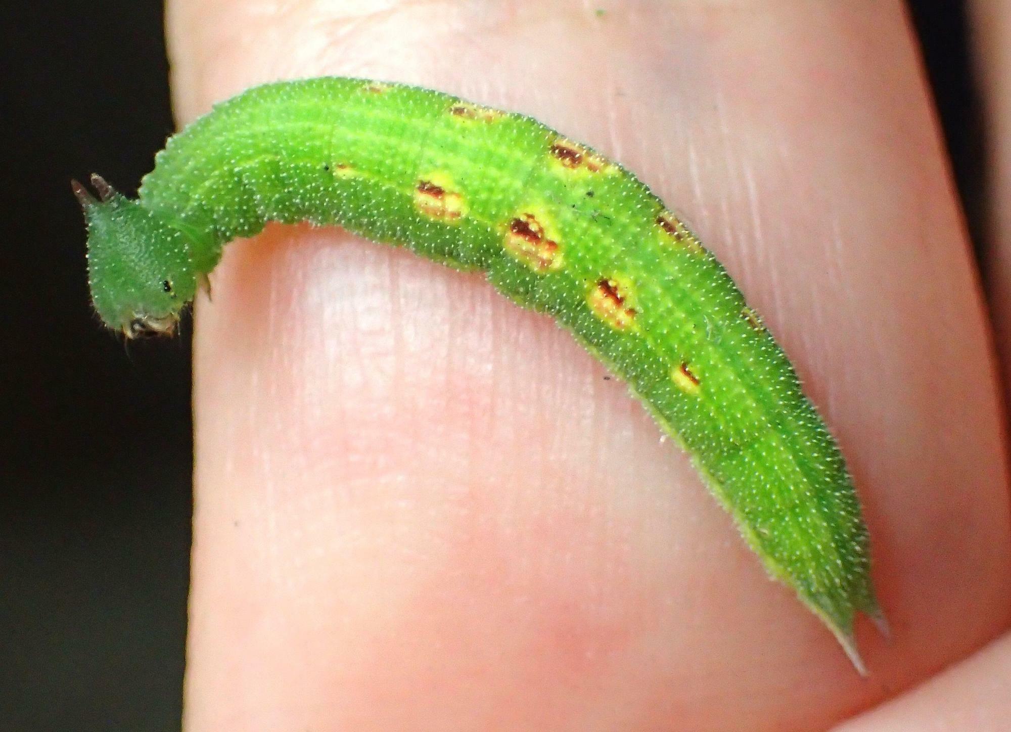 斑紋タイプのヒカゲチョウ幼虫に出会ったら超ラッキー。