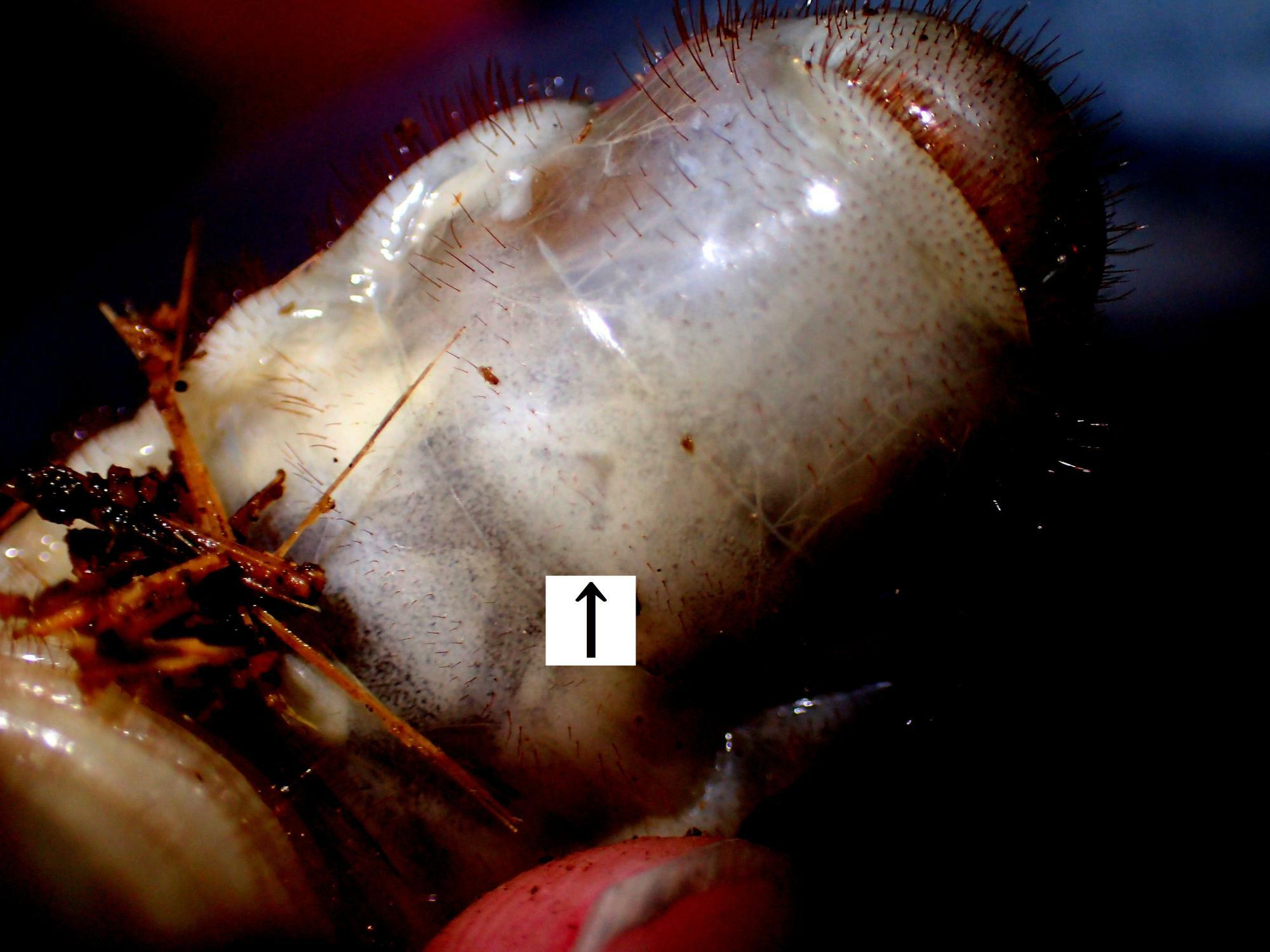 カブトムシのオスの幼虫のお尻近くには、オスであることの印となるⅤの字（矢印部分）がある。