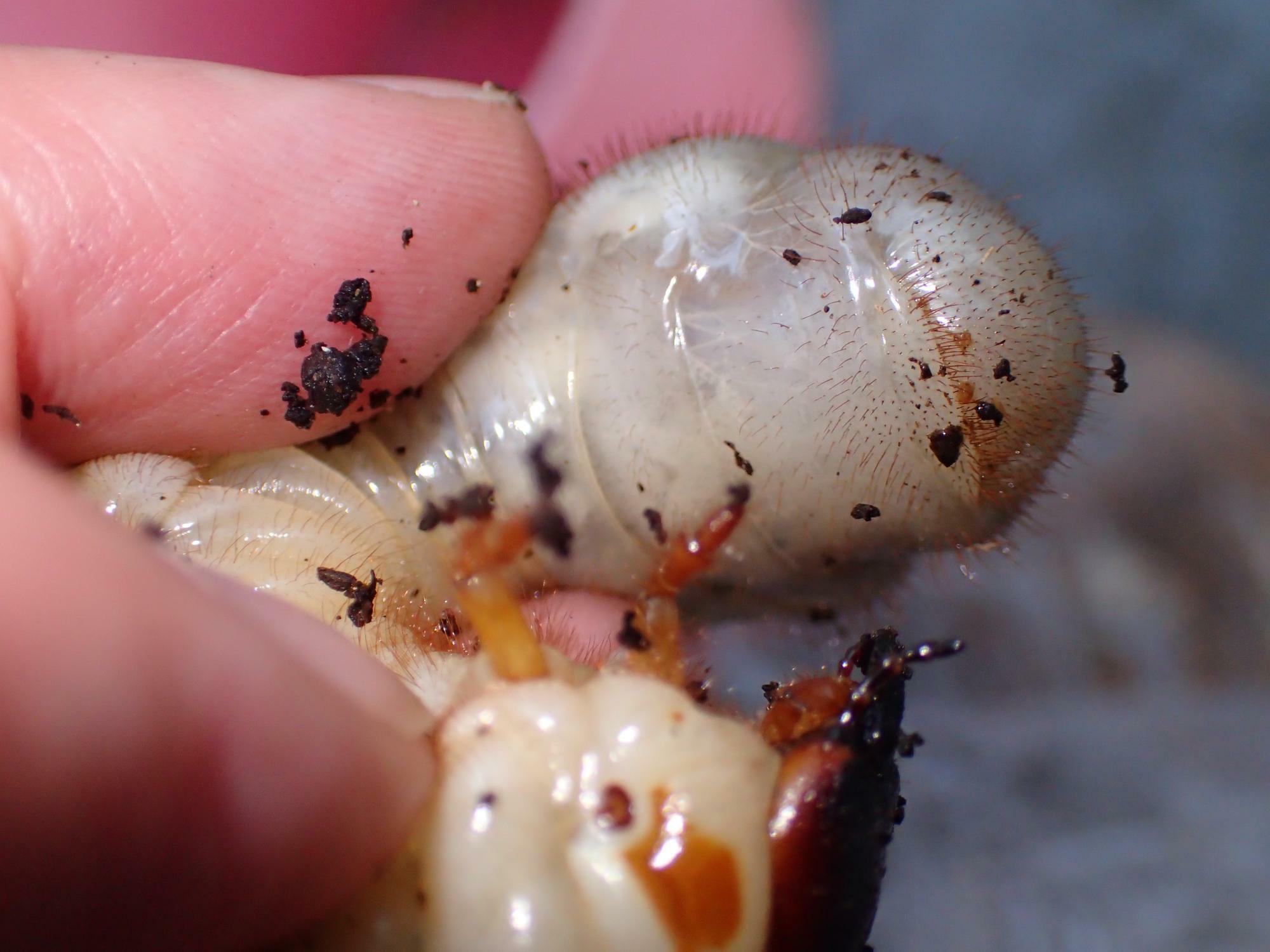 カブトの幼虫は丸まろうとするのでオスメスの判定は結構大変。オスの印が不明瞭なケースもあるので、正確な判定は容易ではない。