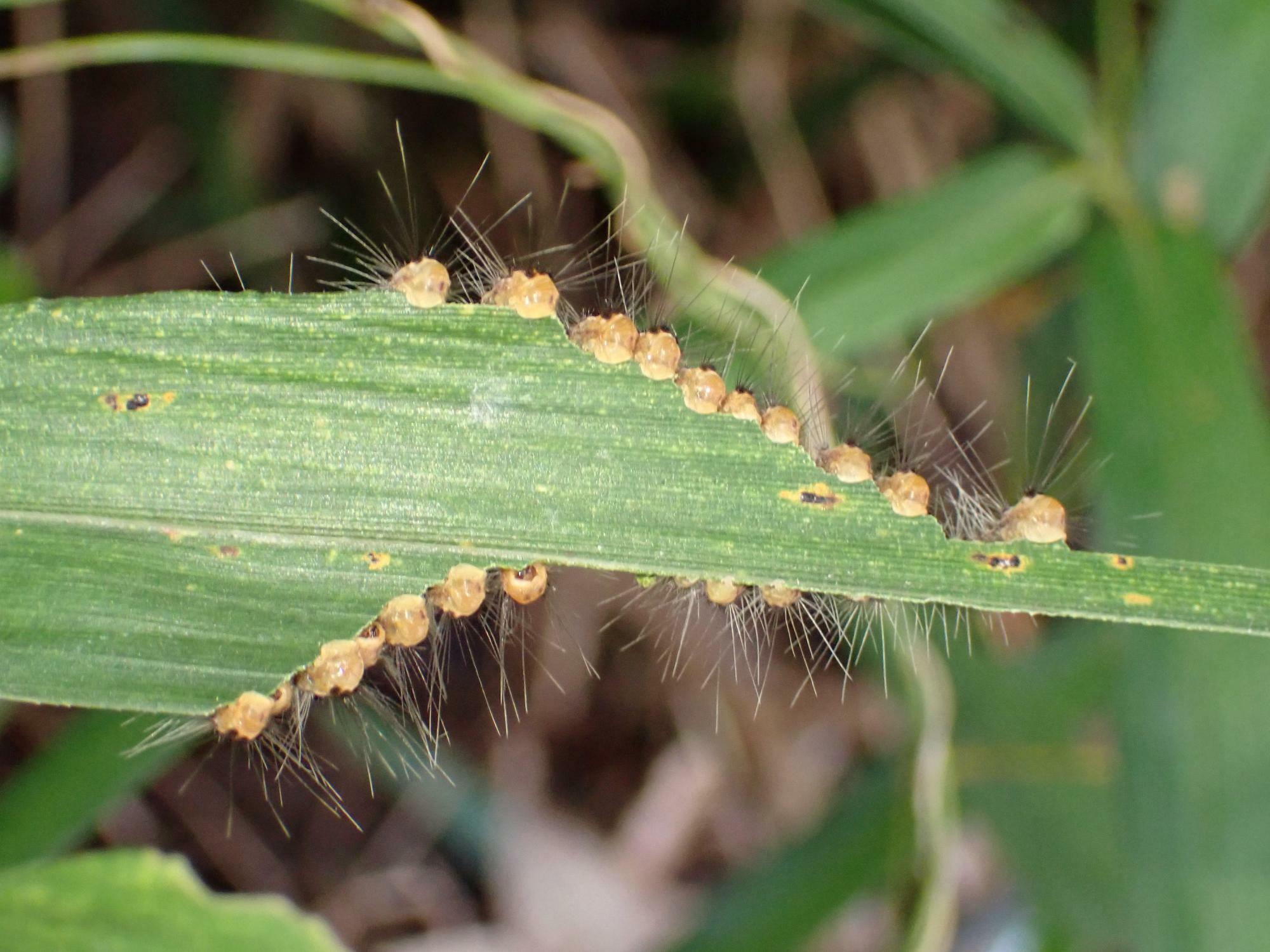 食べ跡の端から頭だけを出すタケノホソクロバの幼虫の集団。