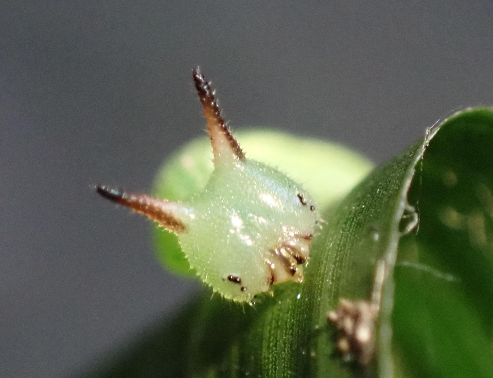 若齢のクロヒカゲ幼虫は緑色で、ヒカゲチョウ幼虫に似ている。