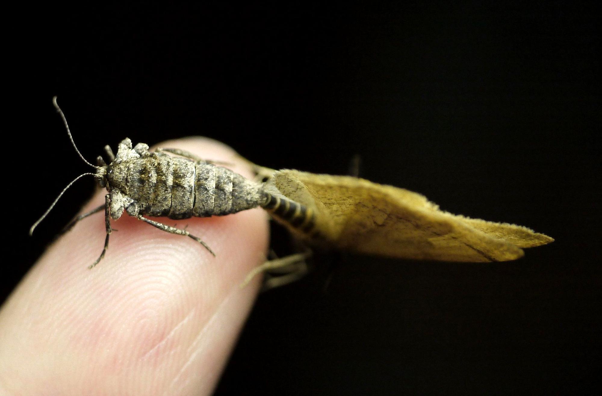 交尾中のクロスジフユエダシャク。左がメス、右がオス。雌雄で全く違う生物のように見える。