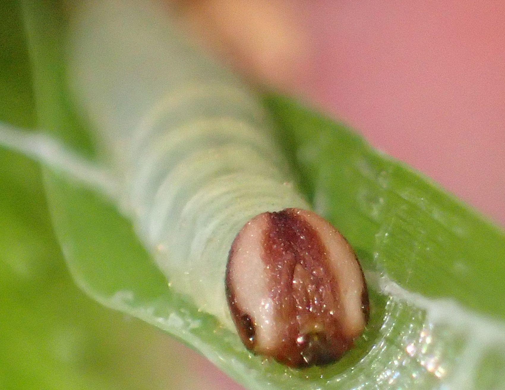 キマダラセセリの終齢幼虫。