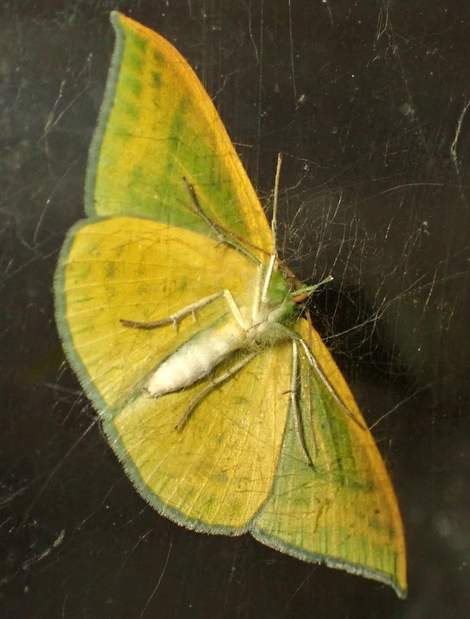 えーっ、これ新芽じゃないの。イモムシの超絶擬態を見破れ