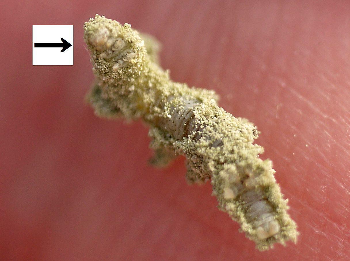 えーっ、これコケじゃないの？イモムシの超絶擬態を見破れ！②