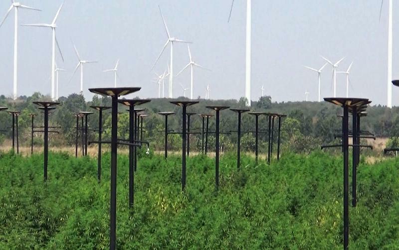 風力発電会社が始めた大麻大規模農園＝ナコンレチェシマーで、筆者写す
