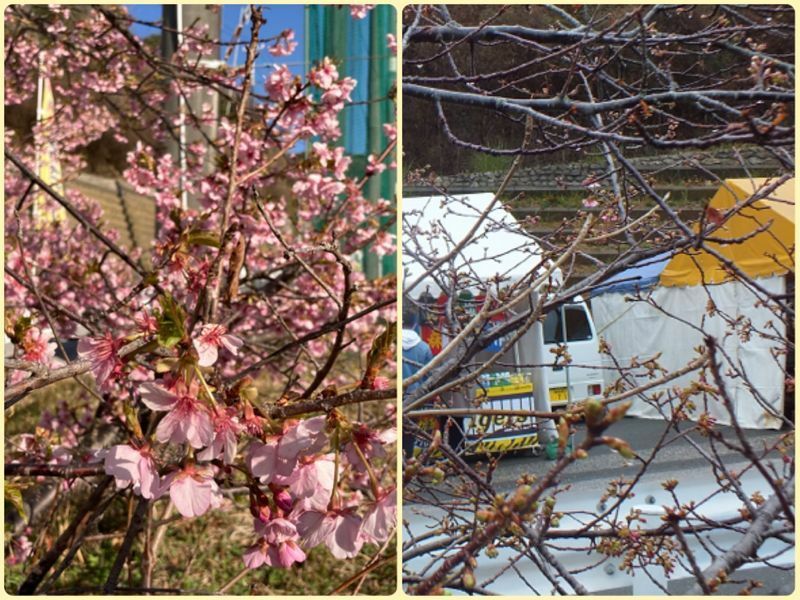 左：昨年の桜、右：今年の桜