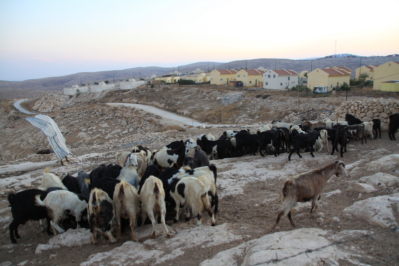 「カルメル入植地」に隣接するオム・アルヘイル村の羊（筆者撮影・以下同様）