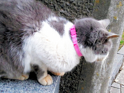 この猫に記憶媒体つき首輪をしたのは誰？
