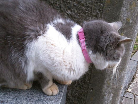 Pc遠隔操作事件 猫の首輪は付けかえられていた 江川紹子 個人 Yahoo ニュース