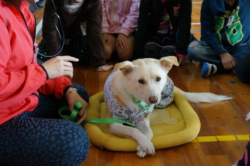 地域の中で生きるボランティア犬 もか 人と動物の新たな関係を考える 江川紹子 個人 Yahoo ニュース