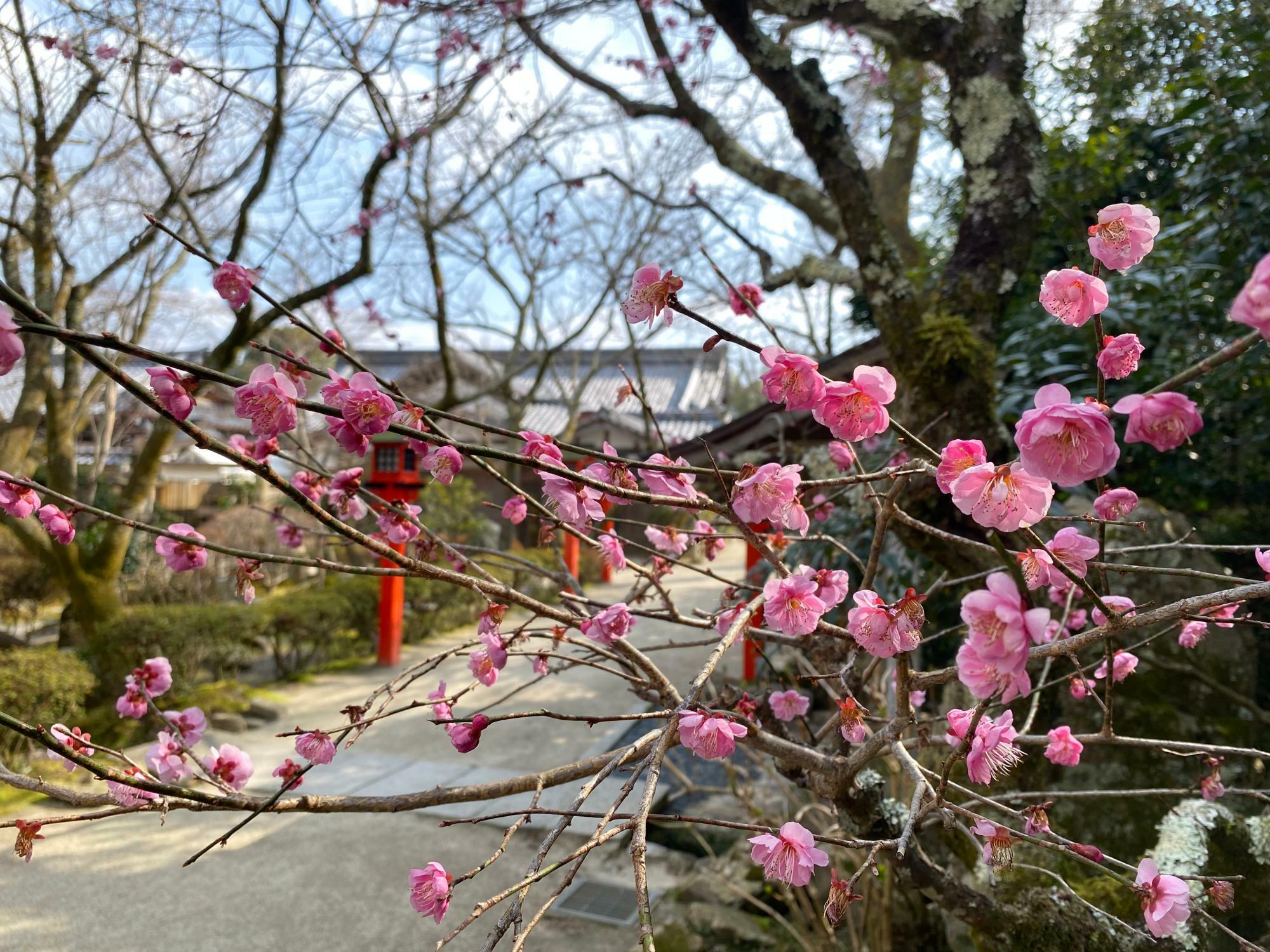 叡敦さんのヒアリングが行われている日、B大僧正が住職を務める近くの寺の境内には八重咲の梅が咲いていた