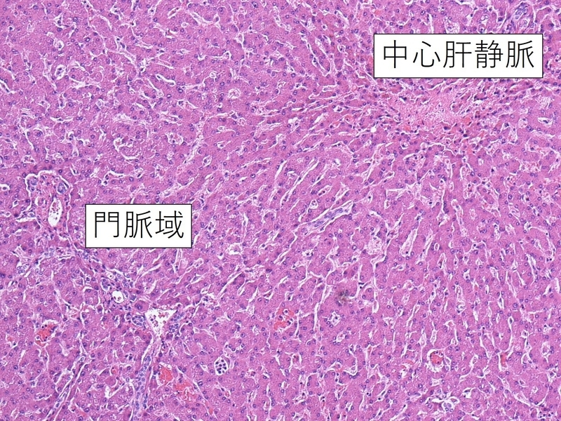 ほぼ正常の肝臓の組織像（ヘマトキシリン・エオジン染色）。理路整然と肝細胞が並んでいる（著者撮影）。