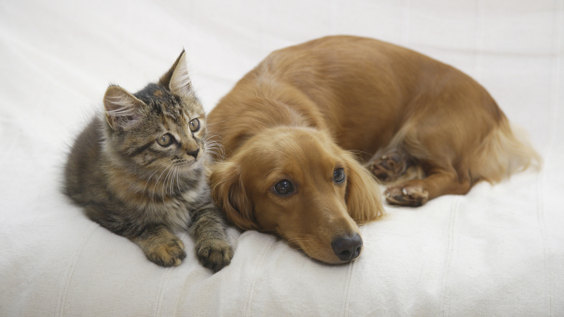犬と猫 どちらの専門誌がよく売れているのか 犬猫系雑誌の部数動向をさぐる 不破雷蔵 個人 Yahoo ニュース