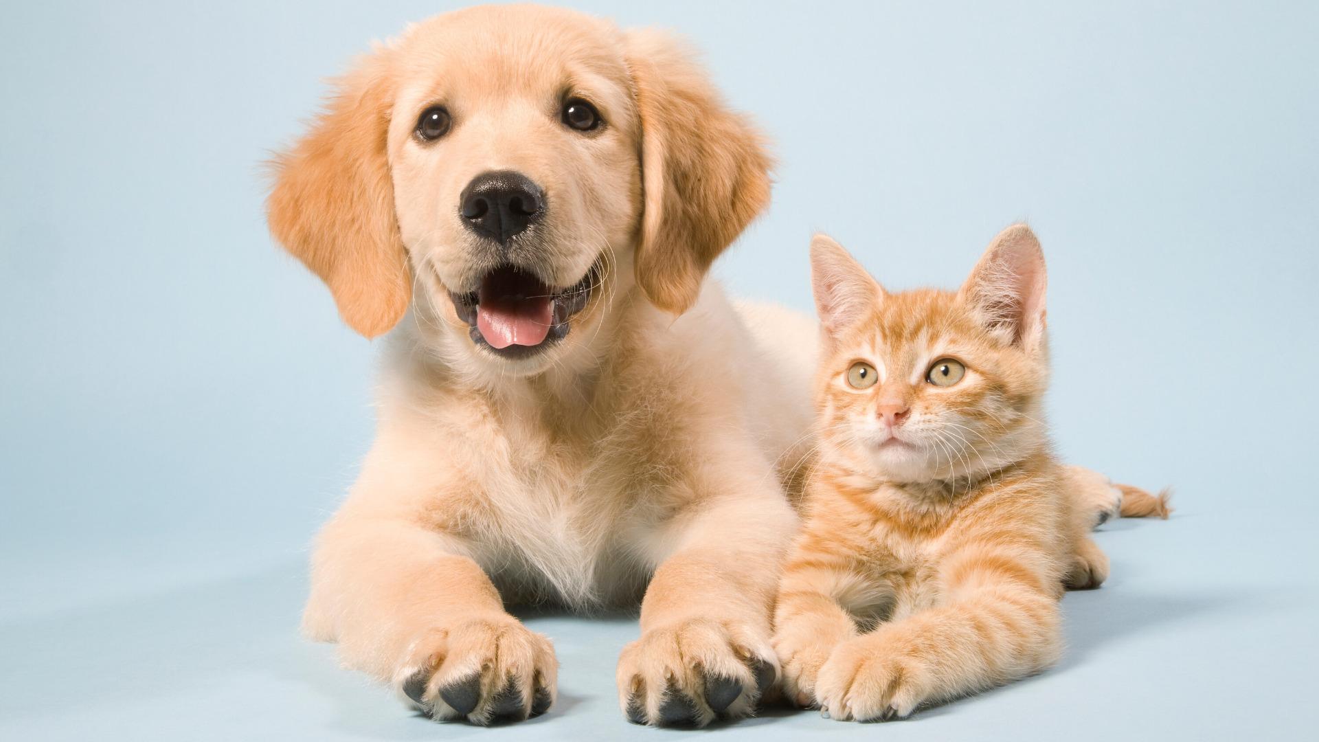 リアル猫と犬 120717mizury ペルシャ猫 MIX ぬいぐるみ 犬 猫 リアル ペット