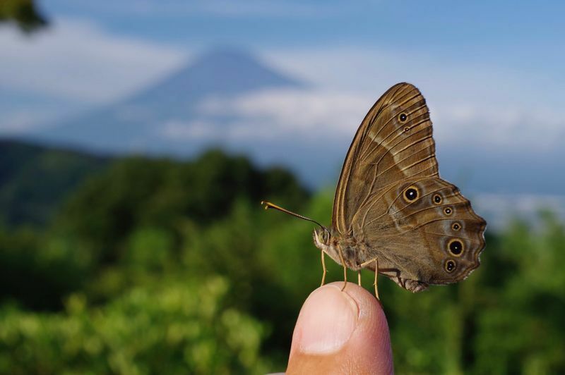 富士川SAにて富士山をバックに指に止まった蝶々を撮る（ドライバー撮影・提供）