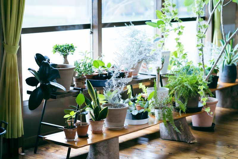 部屋の観葉植物は、業者によっては運んでくれないところも。その際は造園業者に依頼する必要がある