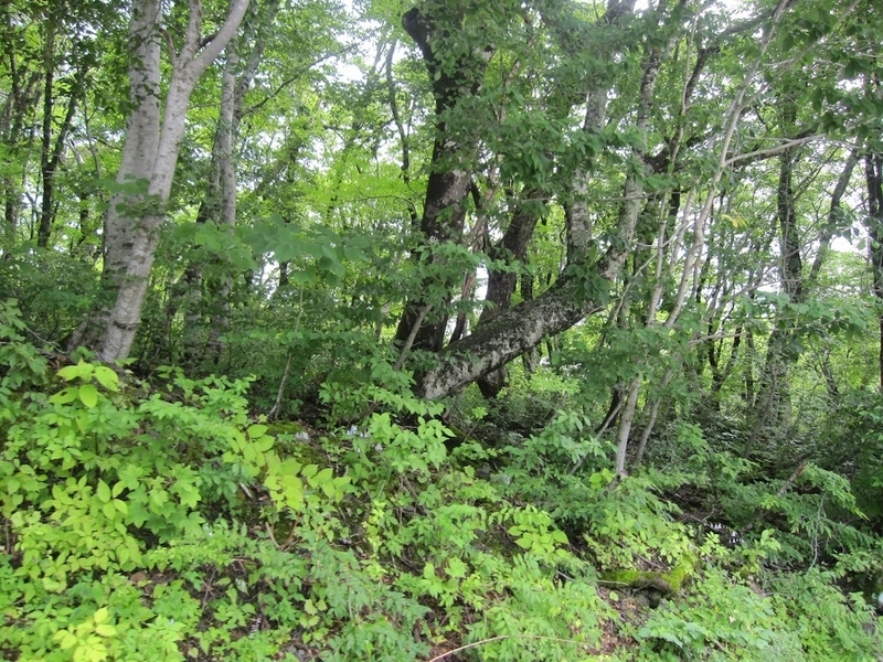 鳥取県大山のブナ林（著者撮影）