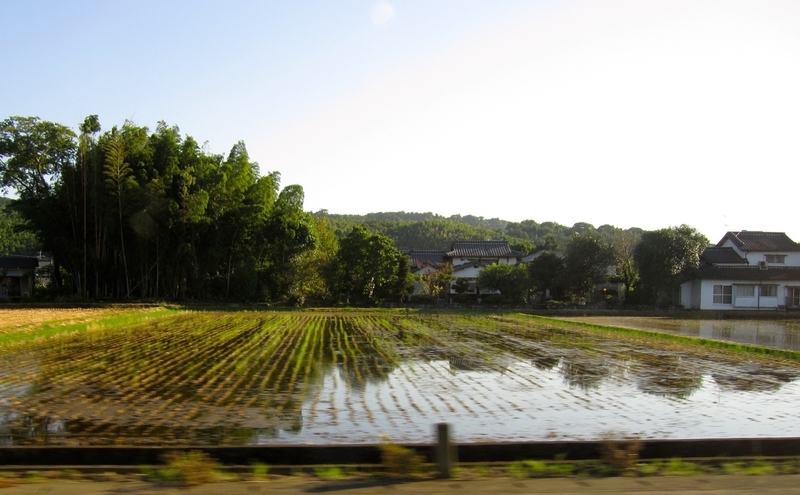 稲刈り後の田んぼに水をはり地下水を涵養する（著者撮影）