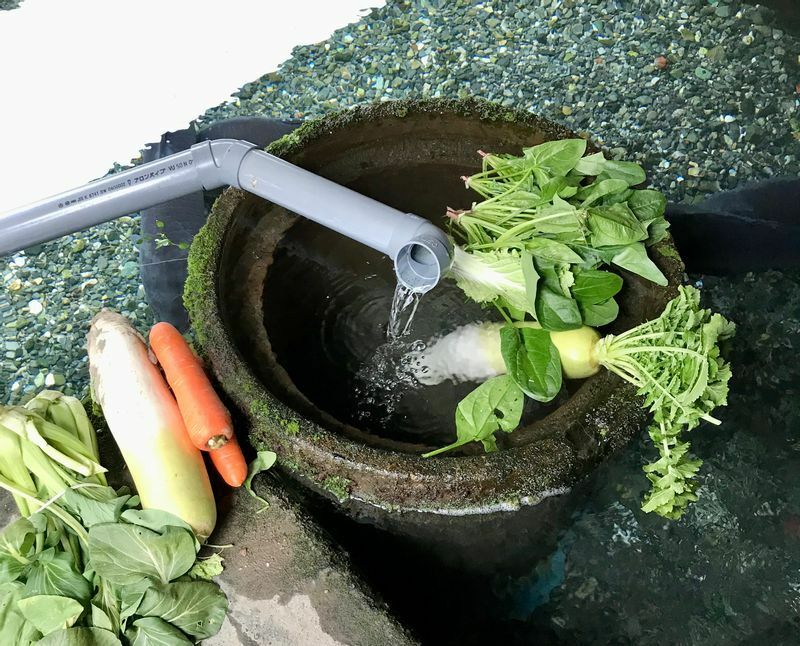 琵琶湖の水で野菜を洗う（筆者撮影）