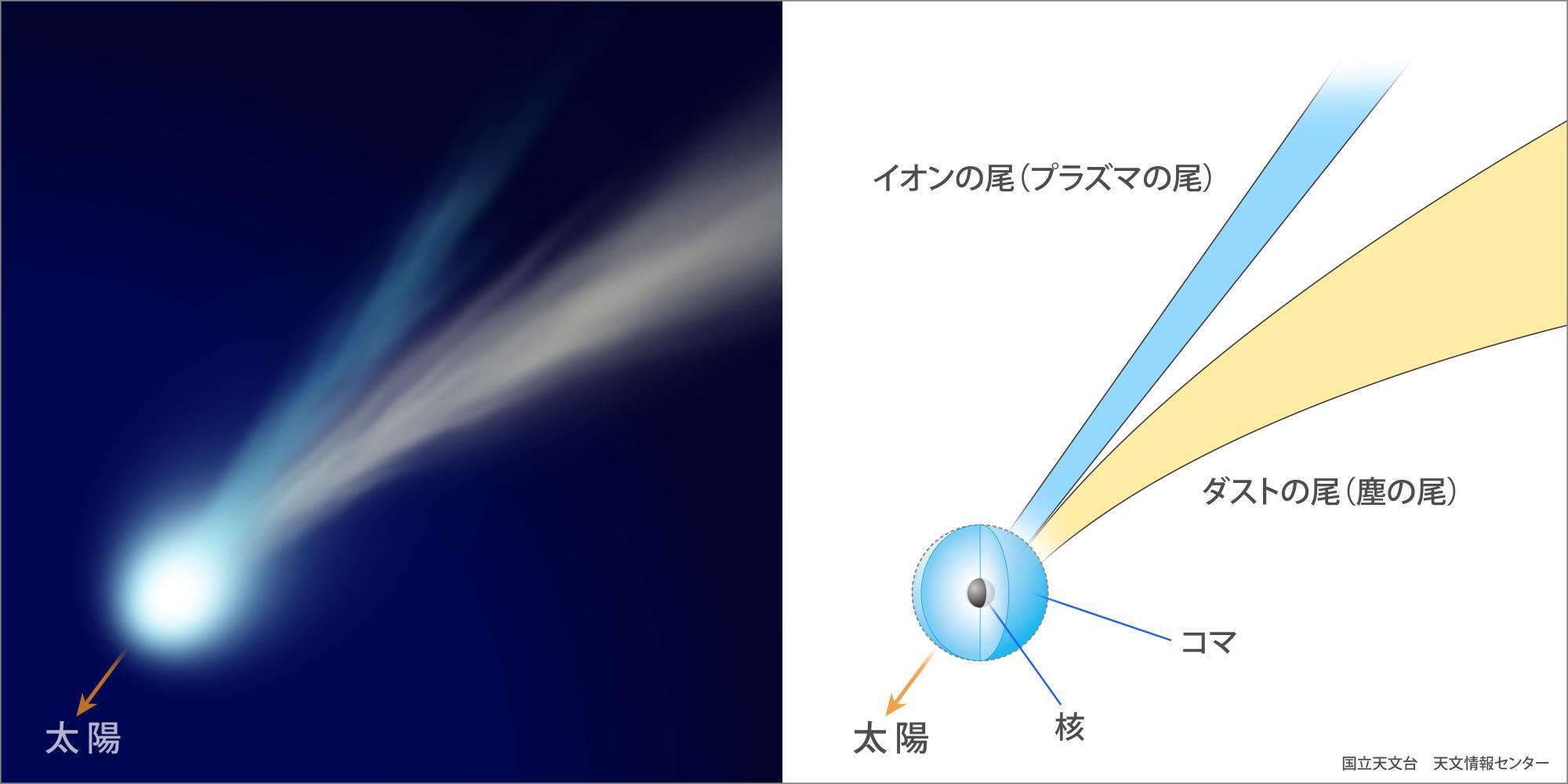 彗星の説明図　太陽に近づくと核の周囲にコマが形成され、2種類の尾が発達する。（提供：国立天文台）