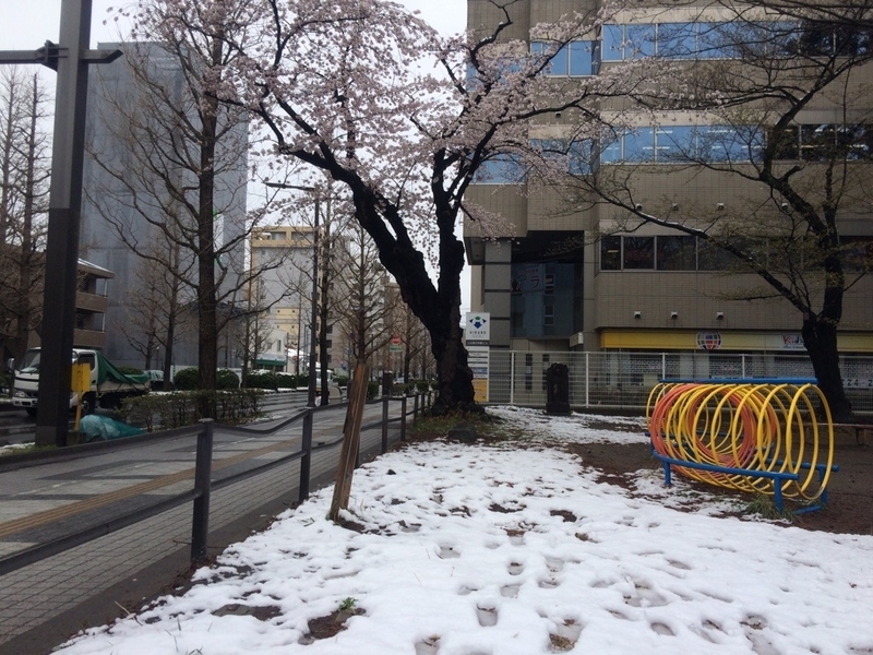 桜と雪（4月11日  仙台市内で筆者撮影）