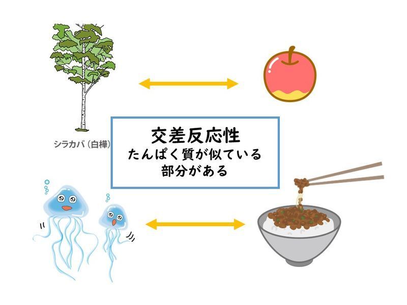 9. コオロギはエビやカニと同様にアレルギー症状を引き起こす可能性