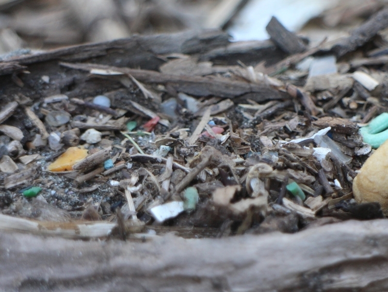 東京湾にそそぐ荒川の川岸(東京都江戸川区)でも、色とりどりの小さなプラスチック片が砂にたくさんまじっていた(2019年9月筆者撮影)