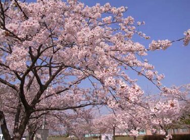 石巻専修大学のキャンパスで満開に咲いていた桜（2011年4月、著者撮影）