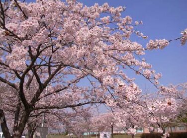 石巻専修大学のキャンパスで満開に咲いていた桜(2011年4月、著者撮影)