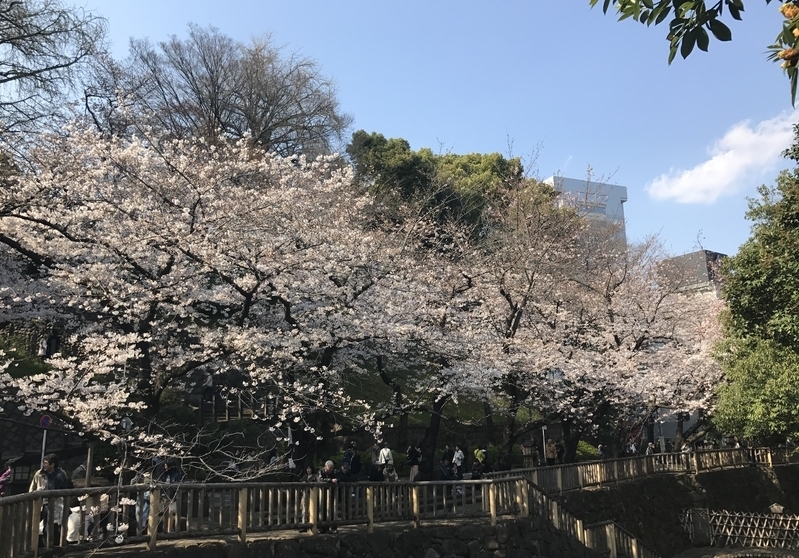 東京・音無親水公園で咲く満開の桜（東京都北区、2017年4月4日著者撮影）