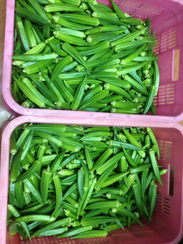 フィリピンのオクラ畑で収穫されたばかりの新鮮なオクラ。日本に空輸されるが、写真のオクラは、日本での販売時に使われる緑色のネットに入らないため、規格外。現地で廃棄される（フィリピンにて筆者撮影）