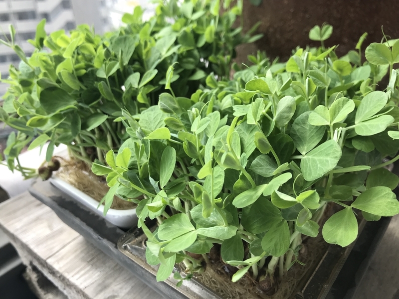 買ってきた豆苗を使い、根っこを捨てずに水やりして育った豆苗(筆者撮影)