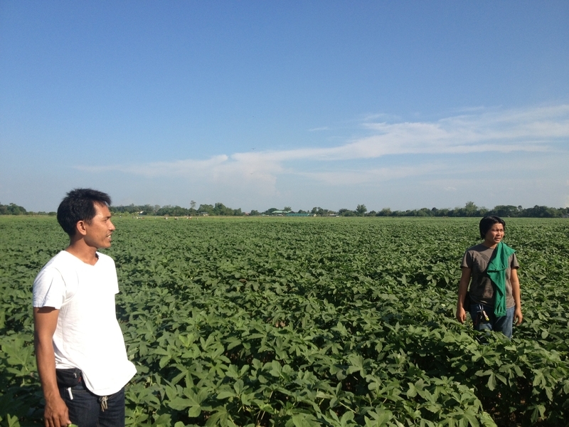 フィリピンのオクラ畑。収穫されると規格外として廃棄される数百トン以外は、すべて緑のネットに梱包され、日本へ空輸される（筆者撮影）