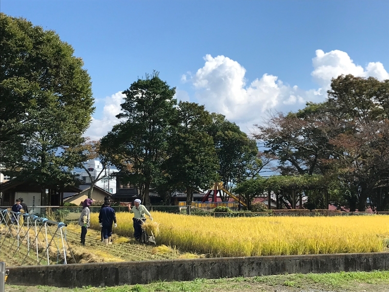 長野県飯田市での稲刈りの光景（筆者撮影）