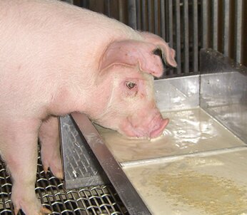 日本フードエコロジーセンターで作られた餌を美味しそうに食べる豚（高橋巧一さん提供）