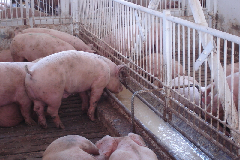 日本フードエコロジーセンターで作られた餌を美味しそうに食べる豚たち（高橋巧一さん提供）