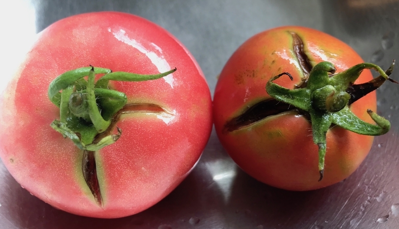 トマトは少しでも傷が入ると規格外、梨は黒点（黒いつぶつぶ）があるとB級品になる場合もある（筆者撮影）