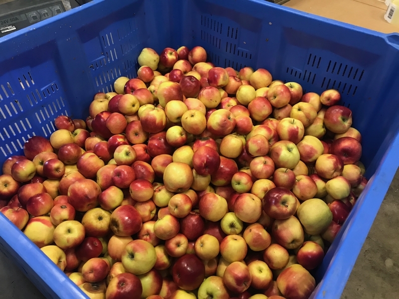 スウェーデンの規格外りんご。これらはジュースに加工されて販売される（筆者撮影）