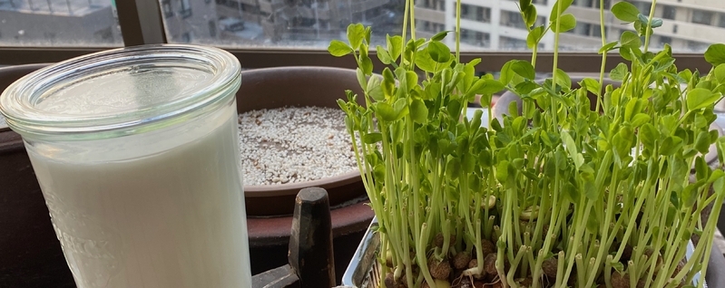 筆者の作っているヨーグルト。作ってから2〜3日で食べ切っている（筆者撮影）