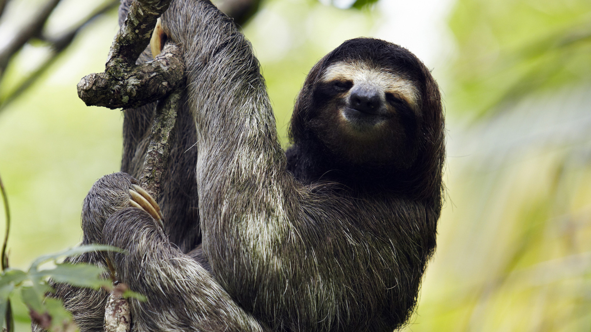 怠け者 なまけもの にもできる国連sdgs初心者向けガイド56項目とは Sdgs世界レポ 29 井出留美 個人 Yahoo ニュース