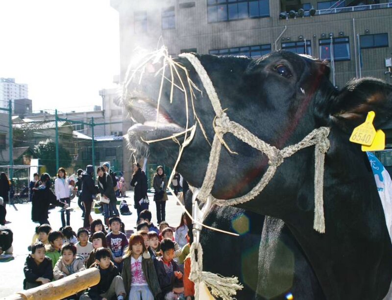 東京都荒川区立ひぐらし小学校に来た牛と、子どもたち（宮島則子先生提供）