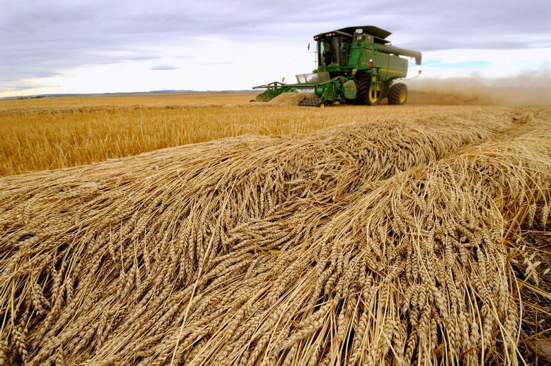 カナダ　アルバータ州　小麦の収穫