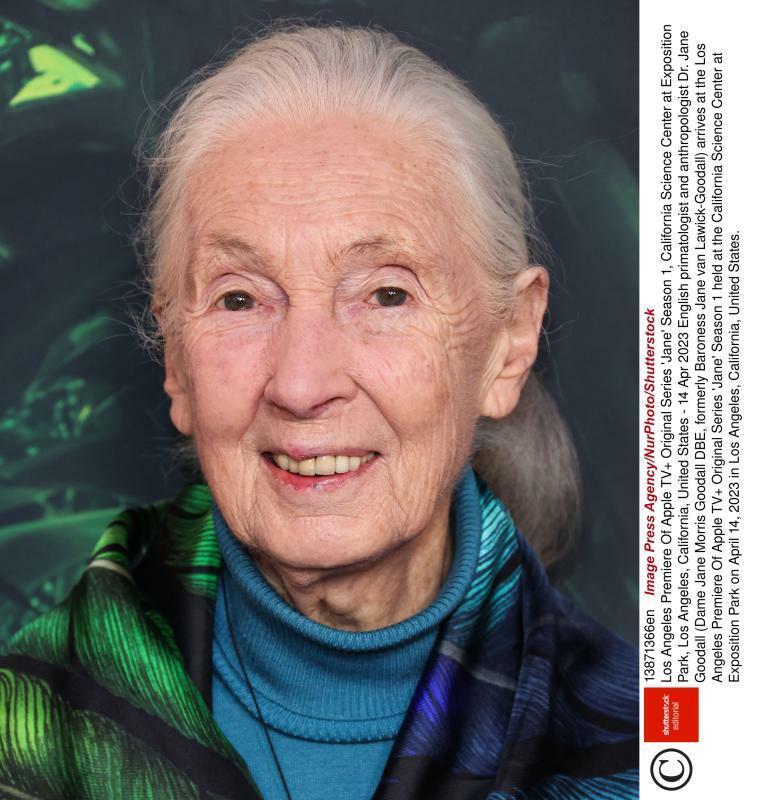 English primatologist and anthropologist Dr. Jane Goodall (Dame Jane Morris Goodall DBE