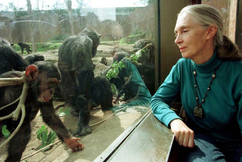 ジェーン・グドール/Jane Goodall, August 31, 1997 - News : English Dr. Jane Goodall, chimpanzee researcher 