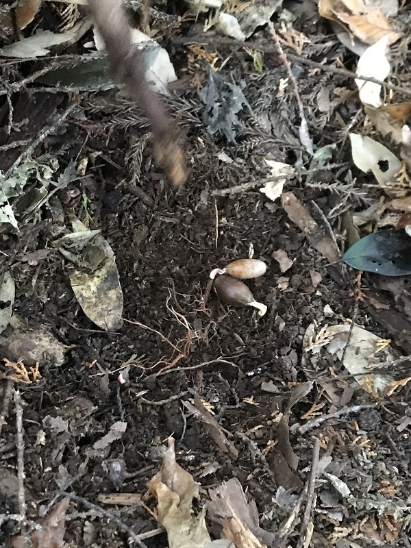 野ぐそ後、約2か月でミミズやカビ等に分解され、ミミズに食べられ栄養たっぷりの団粒土になり木の根が伸び、どんぐりも芽生え始めた。「このくらいになると土に甘みがあるから舐めてみない?」。丁重にお断りした